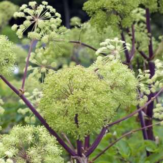 Angelika, Engelwurz - Angelica archangelica - BIOSAMEN