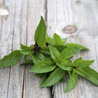 Basilikum, Zimtbasilikum (Cannelle) - Ocimum basilicum -...