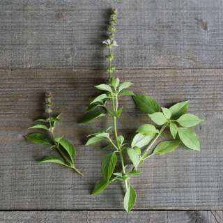 Basilikum, Zitronenbasilikum (Citron) - Ocimum basilicum - BIOSAMEN