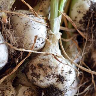 Zwiebel Blanc de Lisbonne - Allium cepa - BIOSAMEN