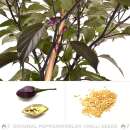 Chili Biquinho Purple Hot - Capsicum chinense - Samen
