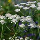 Wiesen-Kerbel - Anthriscus sylvestris - BIOSAMEN