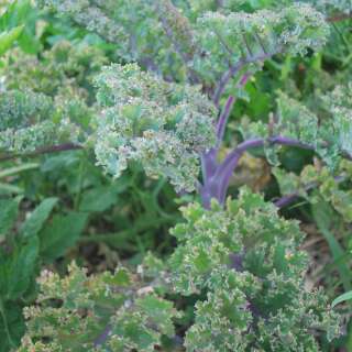 Federkohl, Grünkohl Roter Grunkohl - Brassica oleracea var. sabellica - BIOSAMEN