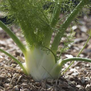 Fenchel Finale - Foeniculum vulgare - BIOSAMEN