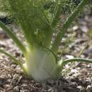 Fenchel Finale - Foeniculum vulgare - BIOSAMEN