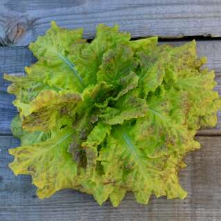 Pflücksalat De Saint Vincent - Lactuca sativa -...