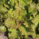 Pflücksalat De Saint Vincent - Lactuca sativa - BIOSAMEN