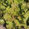 Pflücksalat De Saint Vincent - Lactuca sativa - BIOSAMEN