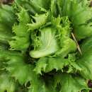 Bataviasalat Iceberg Reine des Glaces - Lactuca sativa -...