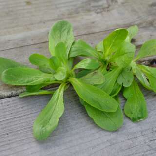 Nüsslisalat, Feldsalat A Grosses Graines - Valerianella locusta - BIOSAMEN