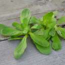 Nüsslisalat, Feldsalat A Grosses Graines -...