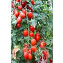 Tomate, Cocktailtomate Kalami - Solanum Lycopersicum L. -...