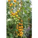 Tomate, Cocktailtomate Goldkrone - Solanum Lycopersicum L. - BIOSAMEN