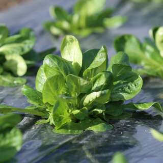 Nüsslisalat, Feldsalat Coquille de Louviers - Valerianella locusta - BIOSAMEN