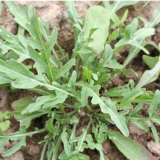 Rucola, Salatrauke (Roquette, Cultivée) - Eruca sativa - BIOSAMEN