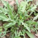 Rucola, Salatrauke (Roquette, Cultivée) - Eruca...