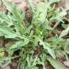 Rucola, Salatrauke (Roquette, Cultivée) - Eruca sativa - BIOSAMEN