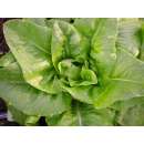 Kopf-Salat Rehzunge - Lactuca sativa Grasse-Typ - BIOSAMEN