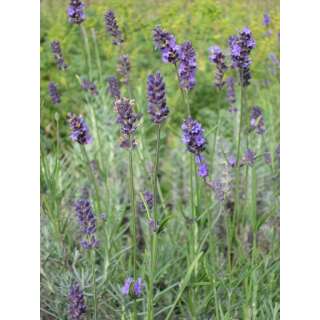 Lavendel Munstead Strain - Lavandula angustifolia - BIOSAMEN