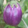 Aubergine Violetta di Firenze - Solanum melongena - BIOSAMEN
