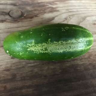 Gurke Le Généreux - Cucumis sativus - BIOSAMEN