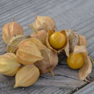 Kapstachelbeere, Andenbeere Du Pérou - Physalis...