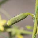 Gurke, Cornichon Fin de Meaux - Cucumis sativus - BIOSAMEN