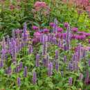 Duftnessel, Anis-Agastache - Agastache anisata (foeniculum) - BIOSAMEN