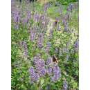 Duftnessel, Anis-Agastache - Agastache anisata...