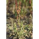 Sauerampfer, kleiner - Rumex acetosella - BIOSAMEN