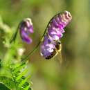 Vogel-Wicke - Vicia cracca - BIOSAMEN