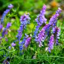 Vogel-Wicke - Vicia cracca - BIOSAMEN