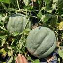 Melone, Zuckermelone Ancien Vieille France - Cucumis melo - BIOSAMEN