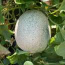 Melone, Zuckermelone Sucrin de Tours - Cucumis melo -...