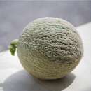 Melone, Zuckermelone Sucrin de Tours - Cucumis melo - BIOSAMEN