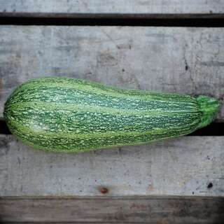 Zucchetti, Zucchini Greyzini (Grisette de Provence) - Cucurbita pepo - BIOSAMEN