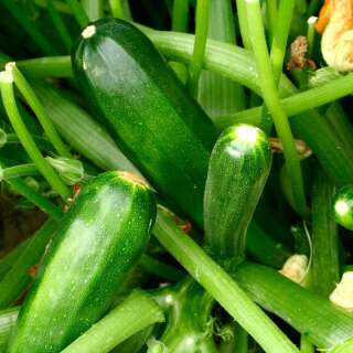 Zucchetti, Zucchini Verte de Milan / Black Beauty - Cucurbita pepo - BIOSAMEN