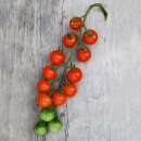 Tomate, Cherrytomate Gardeners Delight - Solanum...