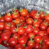Tomate, Cherrytomate Gardeners Delight - Solanum lycopersicum - BIOSAMEN