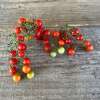 Tomate, Johannisbeertomate Groseille Rouge - Solanum pimpinellifolium - BIOSAMEN