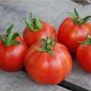 Tomate Pêche - Solanum lycopersicum - BIOSAMEN