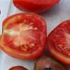Tomate Pêche - Solanum lycopersicum - BIOSAMEN