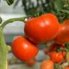 Tomate Reine de Sainte Marthe - Solanum lycopersicum - BIOSAMEN