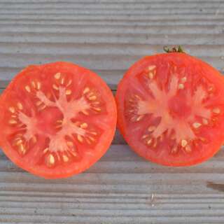 Tomate Reine Des Hâtives - Solanum lycopersicum - BIOSAMEN