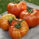 Tomate Sainte Lucie - Solanum lycopersicum - BIOSAMEN