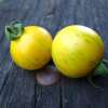 Tomate, Cherrytomate Topaz - Solanum lycopersicum - BIOSAMEN