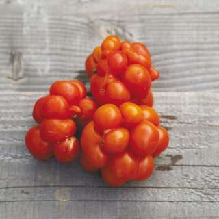 Tomate Voyage - Solanum lycopersicum - BIOSAMEN