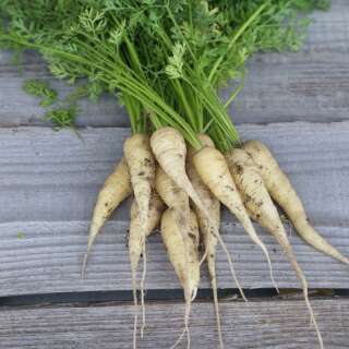 Karotte Blanche de Kuttingen - Daucus carota - BIOSAMEN