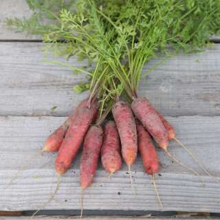 Karotte Longue Rouge Sang - Daucus carota - BIOSAMEN