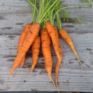 Karotte Rothild - Daucus carota - BIOSAMEN